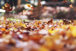 Which leaf blower is the best for you?